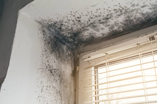 Affordable Mold Cleanup solutions in Cumberland, NC